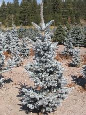 Colorado Spruce